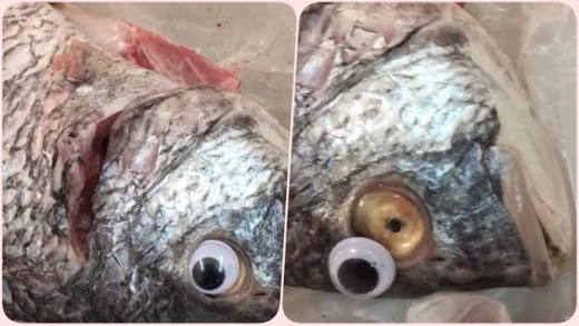 fish 3 sep 18